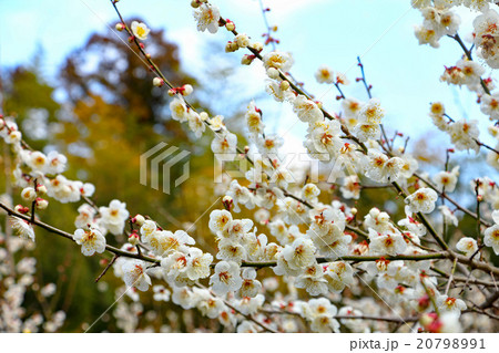 余田臥龍梅 余田臥龍梅 20798991