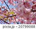 カワヅサクラ 20799088