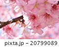 カワヅサクラ 20799089