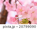 カワヅサクラ 20799090