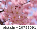 カワヅサクラ 20799091