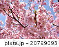 カワヅサクラ 20799093