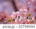 カワヅサクラ 20799094