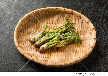 たらの芽　春の山菜　 Fatsia sprouts japanese food 20799285