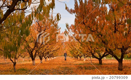 A man in the autumn peach garden 20799309