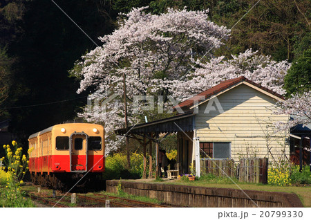 山里の月崎駅に咲く桜の木 20799330