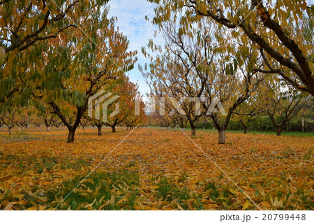 Autumn in a peach garden 20799448