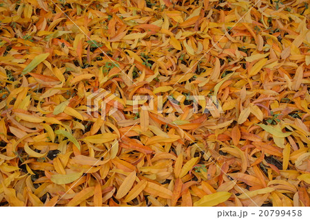 Autumn in a peach garden 20799458