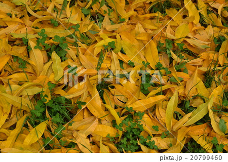 Autumn in a peach garden 20799460