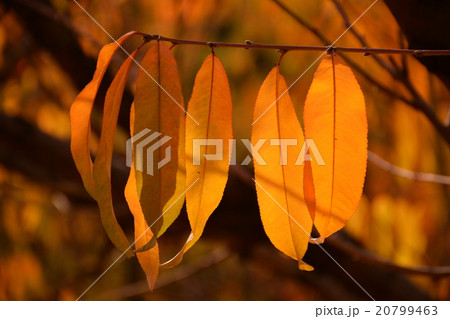 Autumn in a peach garden 20799463
