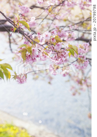 河津桜08 河津桜08 20799798