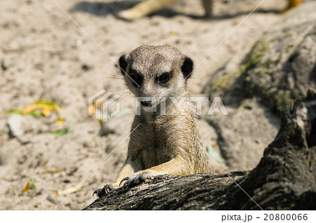 Meerkat in open zoo looking out 20800066