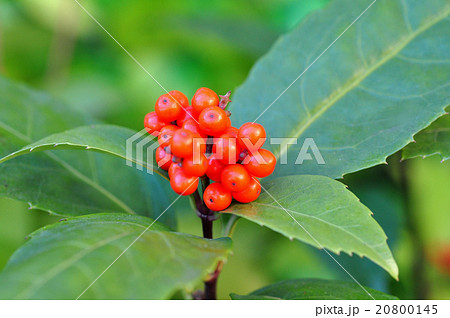 センリョウ実 センリョウ実 20800145