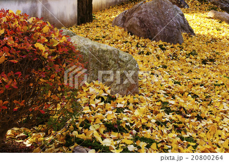 紅葉 紅葉 20800264