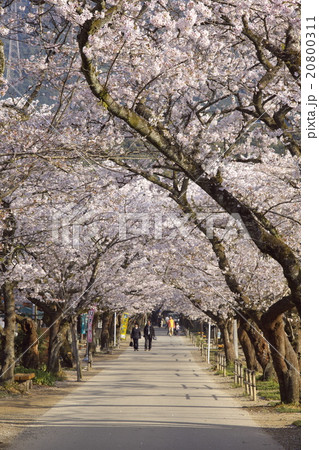 桜のトンネル 桜のトンネル 20800311