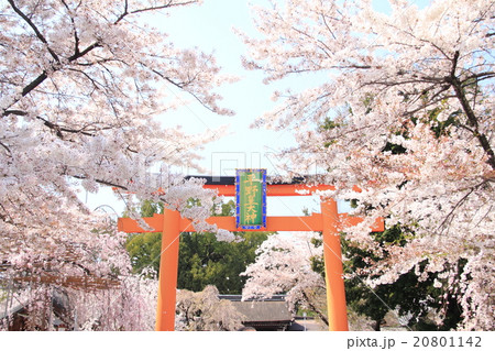 平野神社の桜 20801142