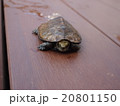 ニホンイシガメ 20801150