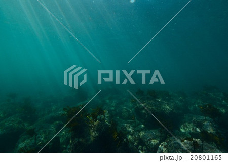 葉山芝崎の海 20801165