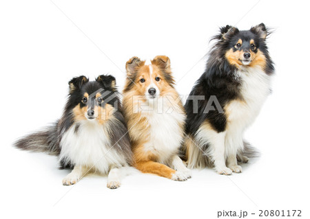 Three sheltie dogs 20801172