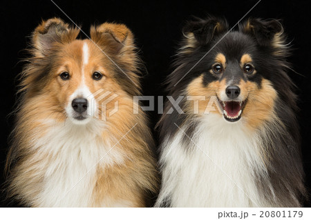 Two sheltie dogs Two sheltie dogs 20801179