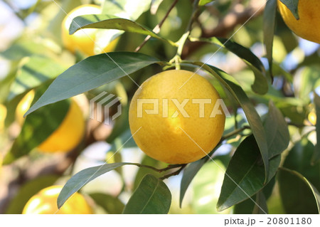 黄金柑（ゴールデンオレンジ） 20801180