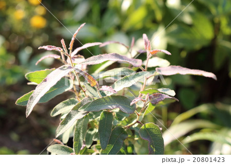 レモンユーカリ レモンユーカリ 20801423