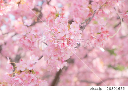 さくら 20801626