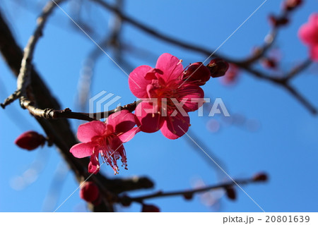 紅梅 20801639