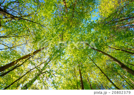 Spring Sun Shining Through Canopy Of Tall Trees 20802379
