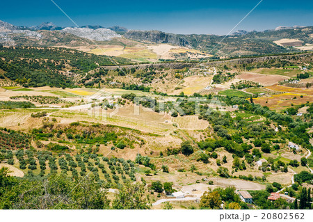 Summer Andalusian Lanscape Near Ronda, Province Of 20802562