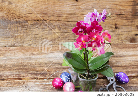 Spring violet orchids Spring violet orchids 20803008