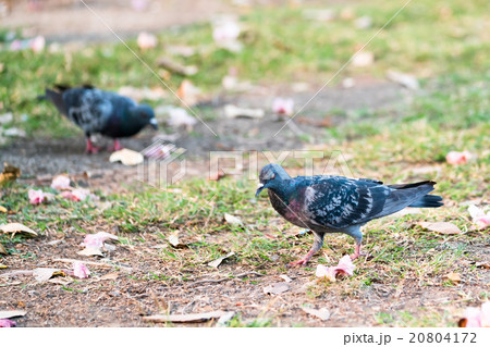 Two pigeons searching for food on the ground 20804172