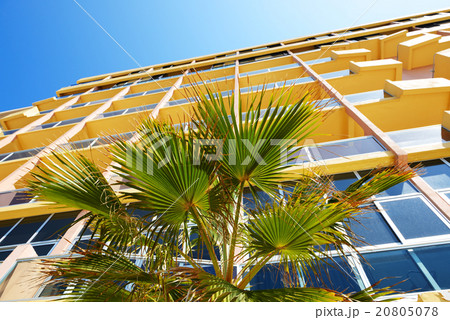The palm tree and building, Malta 20805078