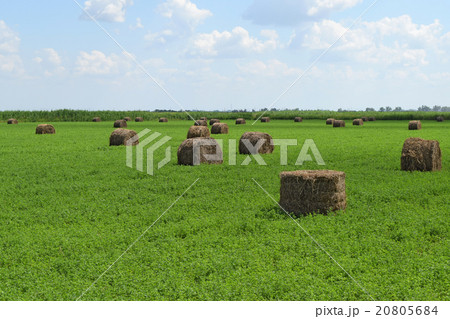 Haystacks rolled up in bales of alfalfa Haystacks rolled up in bales of alfalfa 20805684
