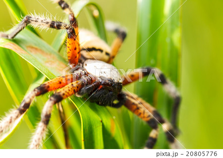 Spider on green leaf Spider on green leaf 20805776