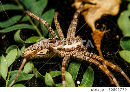 Wolf spider is resting on the net 20805779