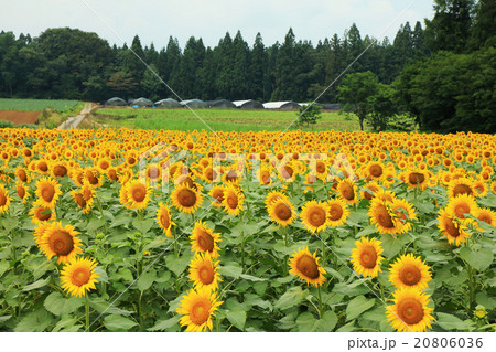 新潟県津南町のヒマワリ畑の写真素材