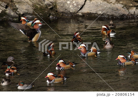 野生のオシドリ 20806154