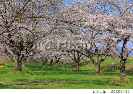 雫石園地の桜並木 20806433