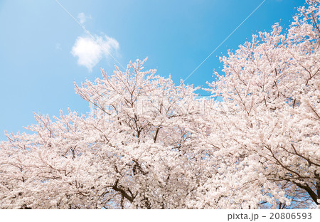 満開の桜　染井吉野 20806593