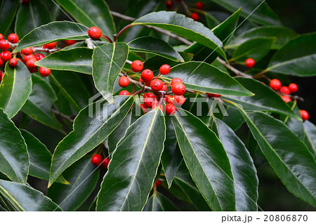 ナナミノキ果実 20806870