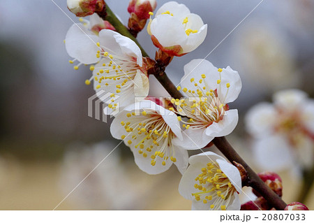 梅 梅の花 偕楽園 南高梅の写真素材