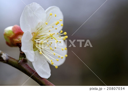 梅 梅の花 偕楽園 白加賀梅 梅 梅の花 偕楽園 白加賀梅 20807034