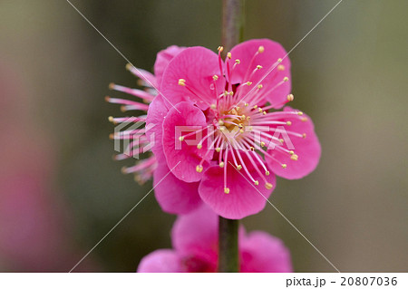 梅 梅の花 偕楽園 緋梅 梅 梅の花 偕楽園 緋梅 20807036
