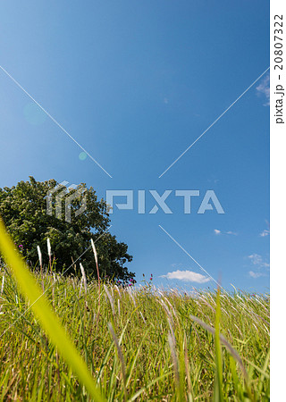 丘の風景 丘の風景 20807322