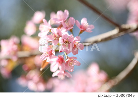 spring sakura pink flower in close up spring sakura pink flower in close up 20807849