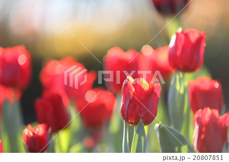 Tulip flowers Tulip flowers 20807851