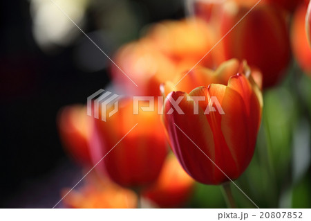 Tulip flowers Tulip flowers 20807852