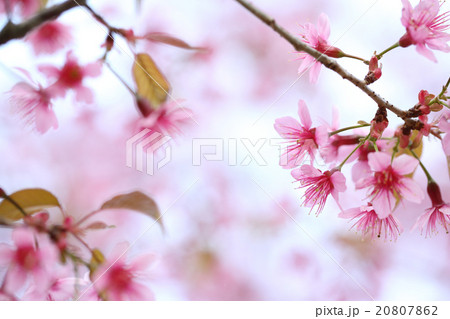 Cherry blossom , pink sakura flower 20807862