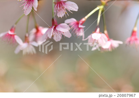 spring sakura pink flower in close up 20807967